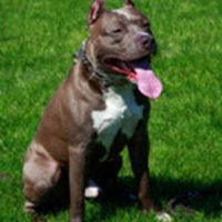 Dog_PitBull