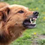 DogToAttack DogToAttack